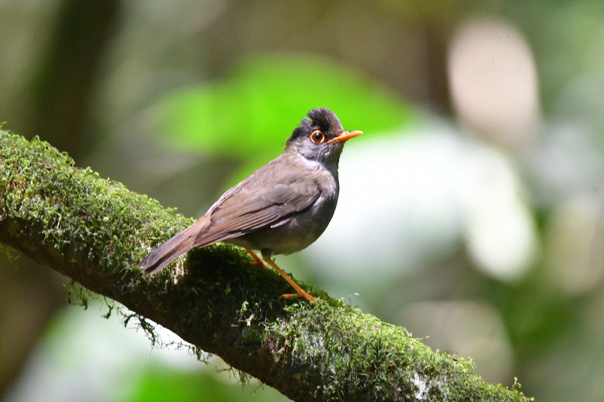 Black-headed Nightingale-Thrush - Jessy Lopez Herra