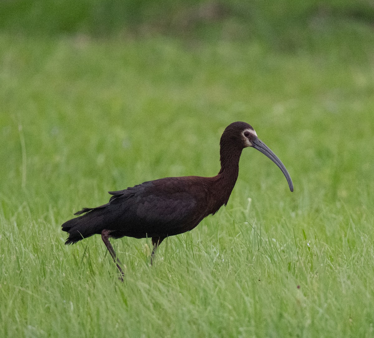 White-faced Ibis - ML618735798