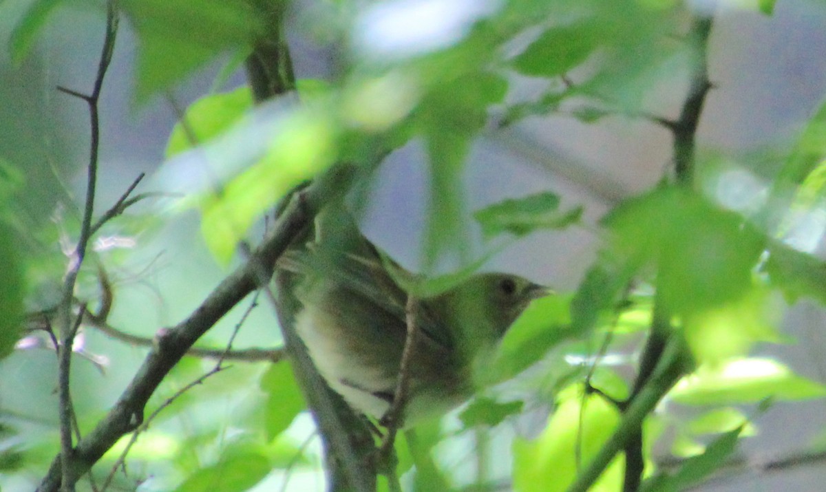 Indigo Bunting - ML618735817