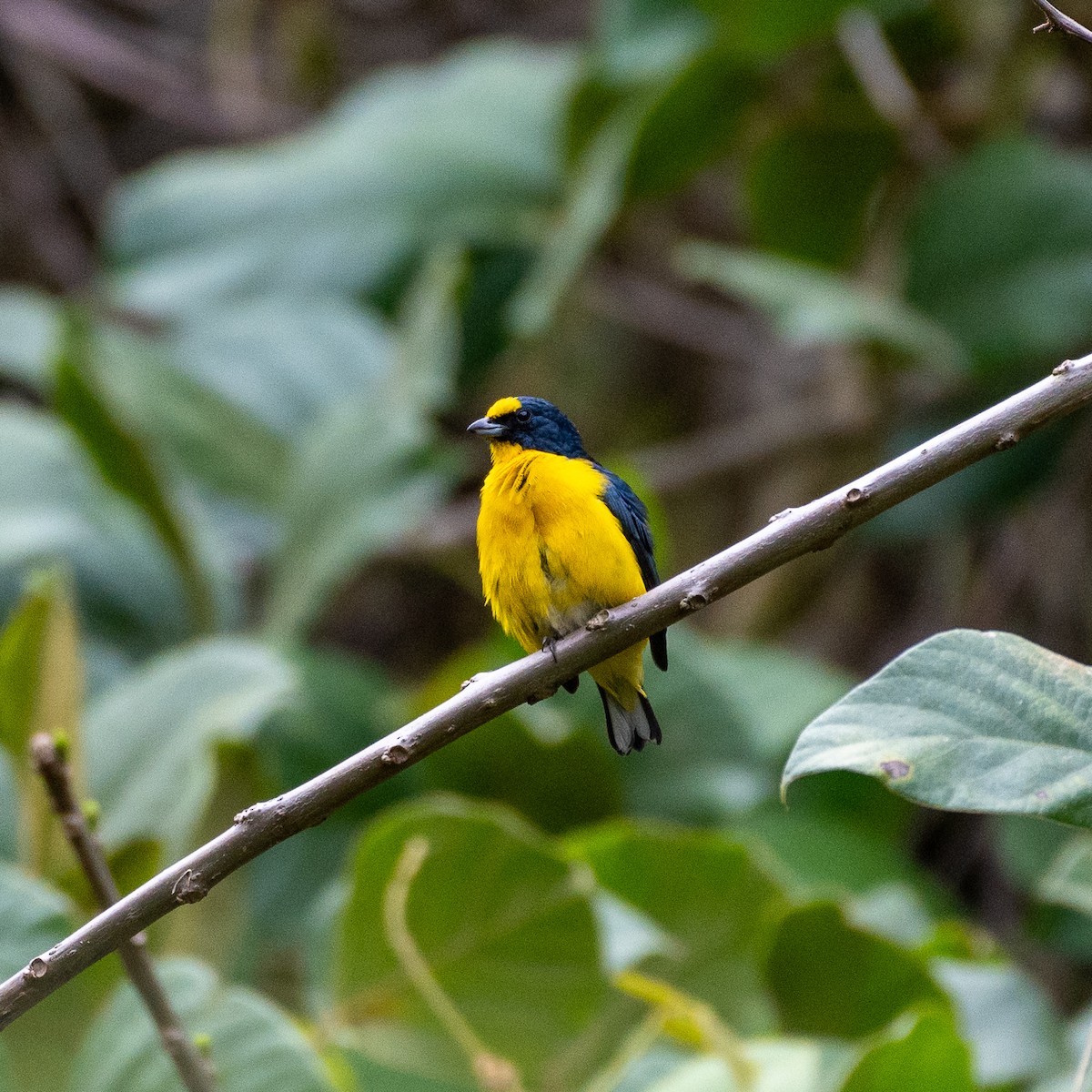 Yellow-throated Euphonia - Roberto Meneses