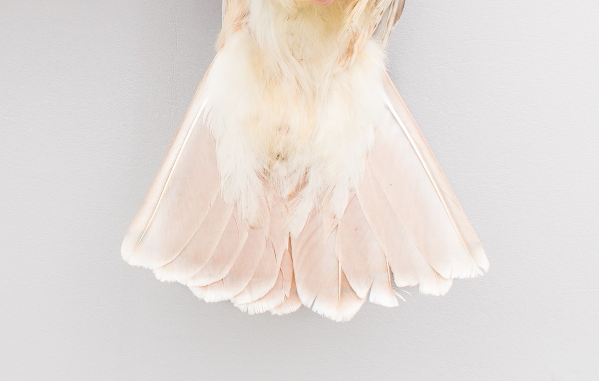 káně rudochvostá (ssp. borealis) - ML618735852