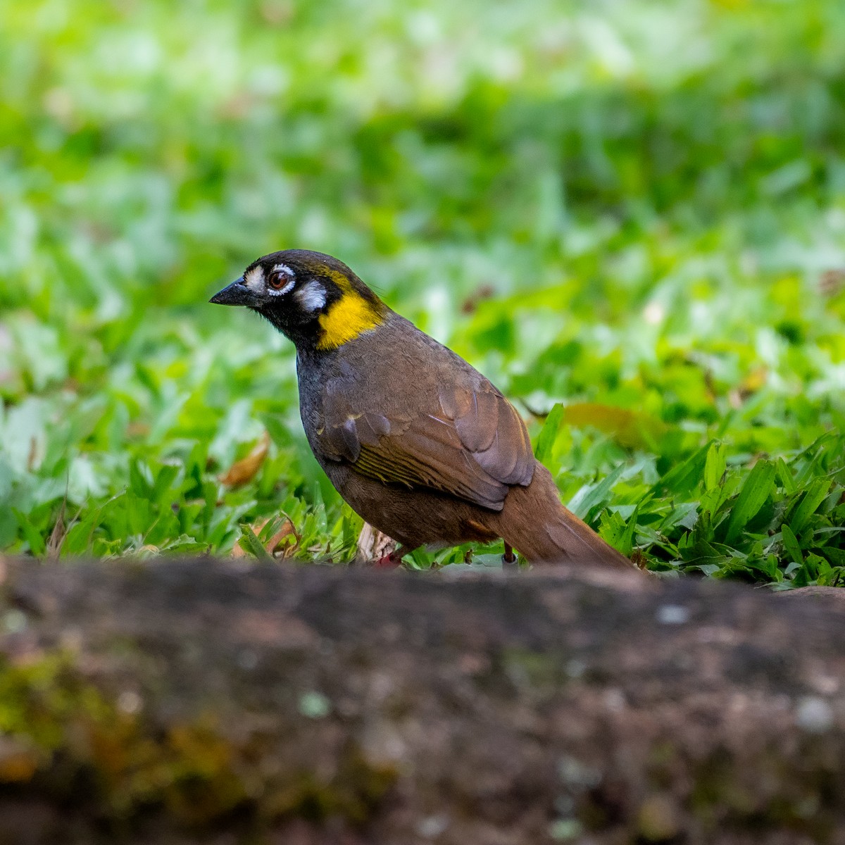 White-eared Ground-Sparrow - Roberto Meneses