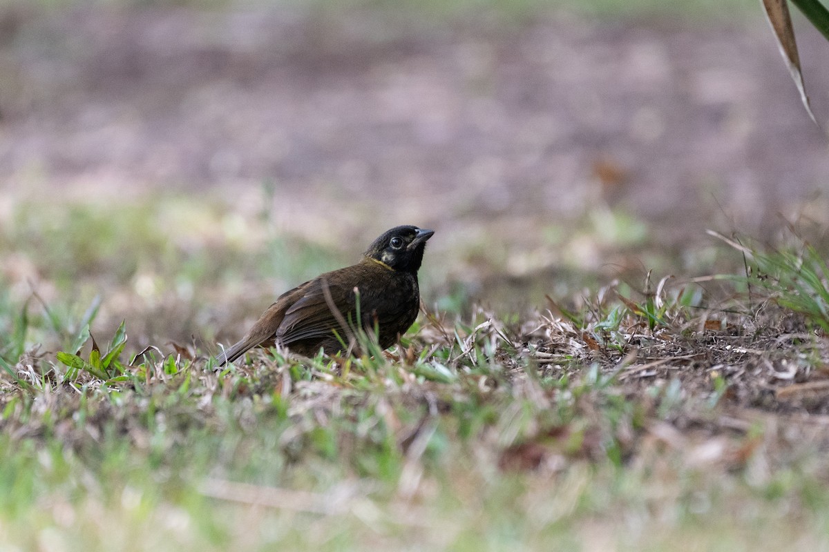 White-eared Ground-Sparrow - Roberto Meneses