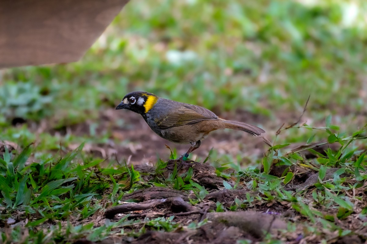 White-eared Ground-Sparrow - Roberto Meneses