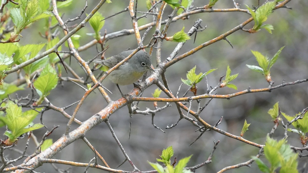 Virginia's Warbler - G P