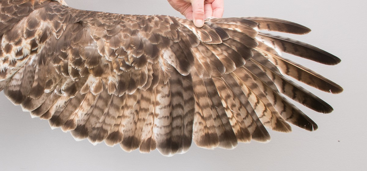 Red-tailed Hawk (borealis) - ML618735878