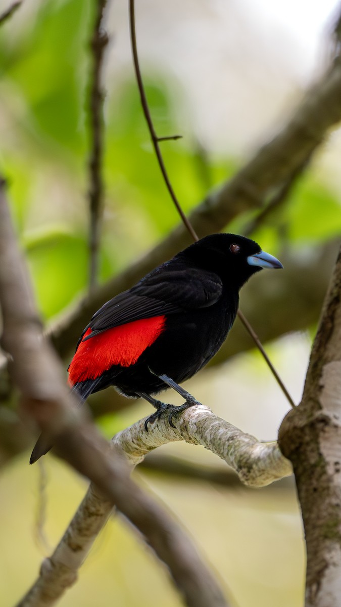 Scarlet-rumped Tanager (Passerini's) - Roberto Meneses