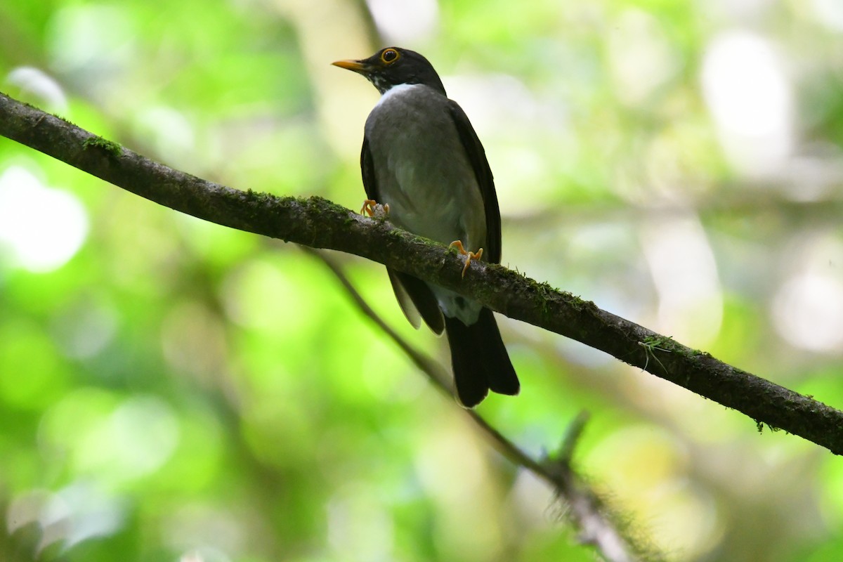 White-throated Thrush - ML618735886