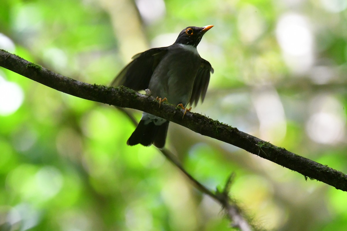 White-throated Thrush - Jessy Lopez Herra