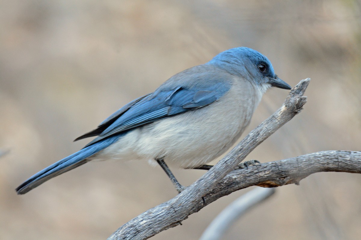 Mexican Jay - Michael J Good