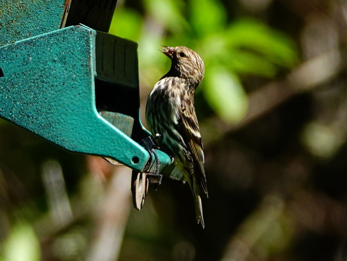 Pine Siskin - William Proebsting