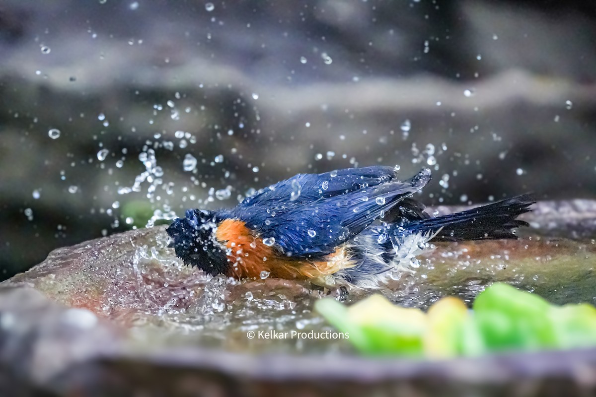 Palawan Blue Flycatcher - Anand Kelkar