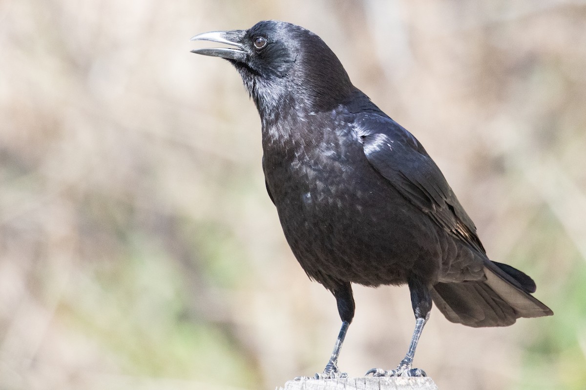 Common Raven - Sue Wright