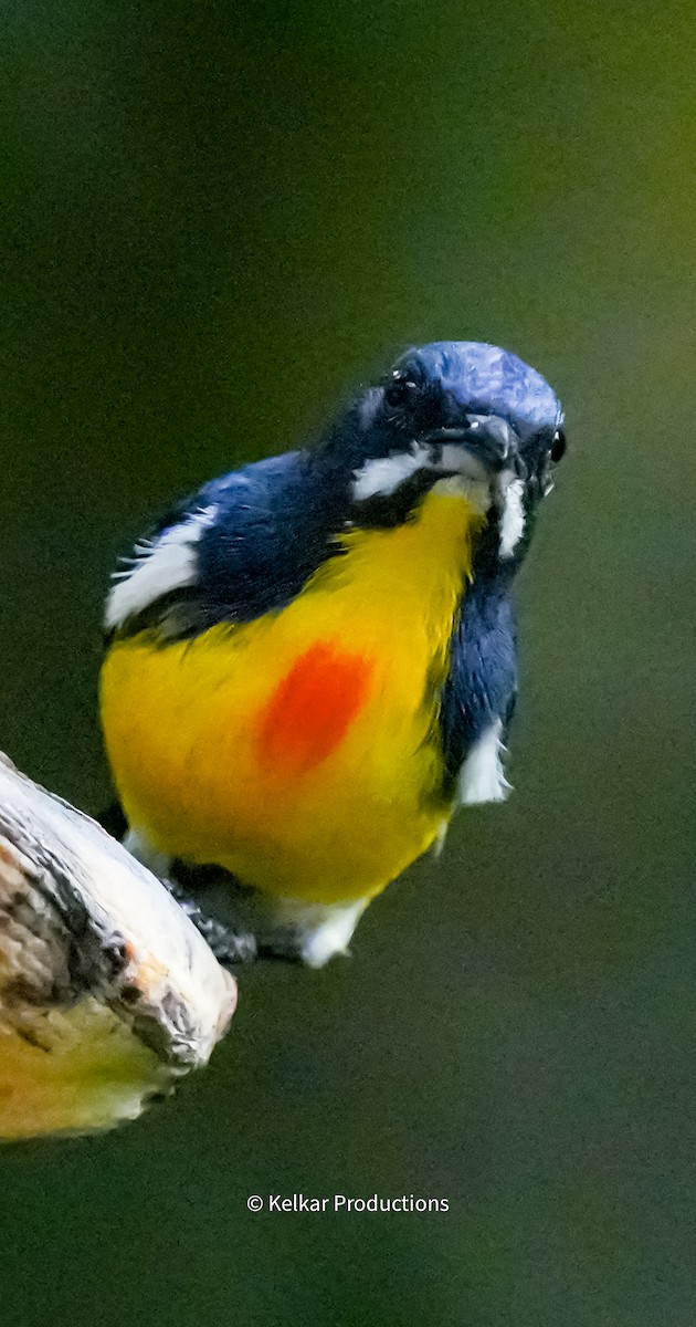 Palawan Flowerpecker - Anand Kelkar