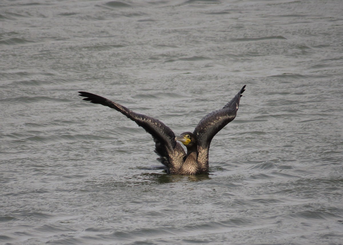 Great Cormorant - ML61873601