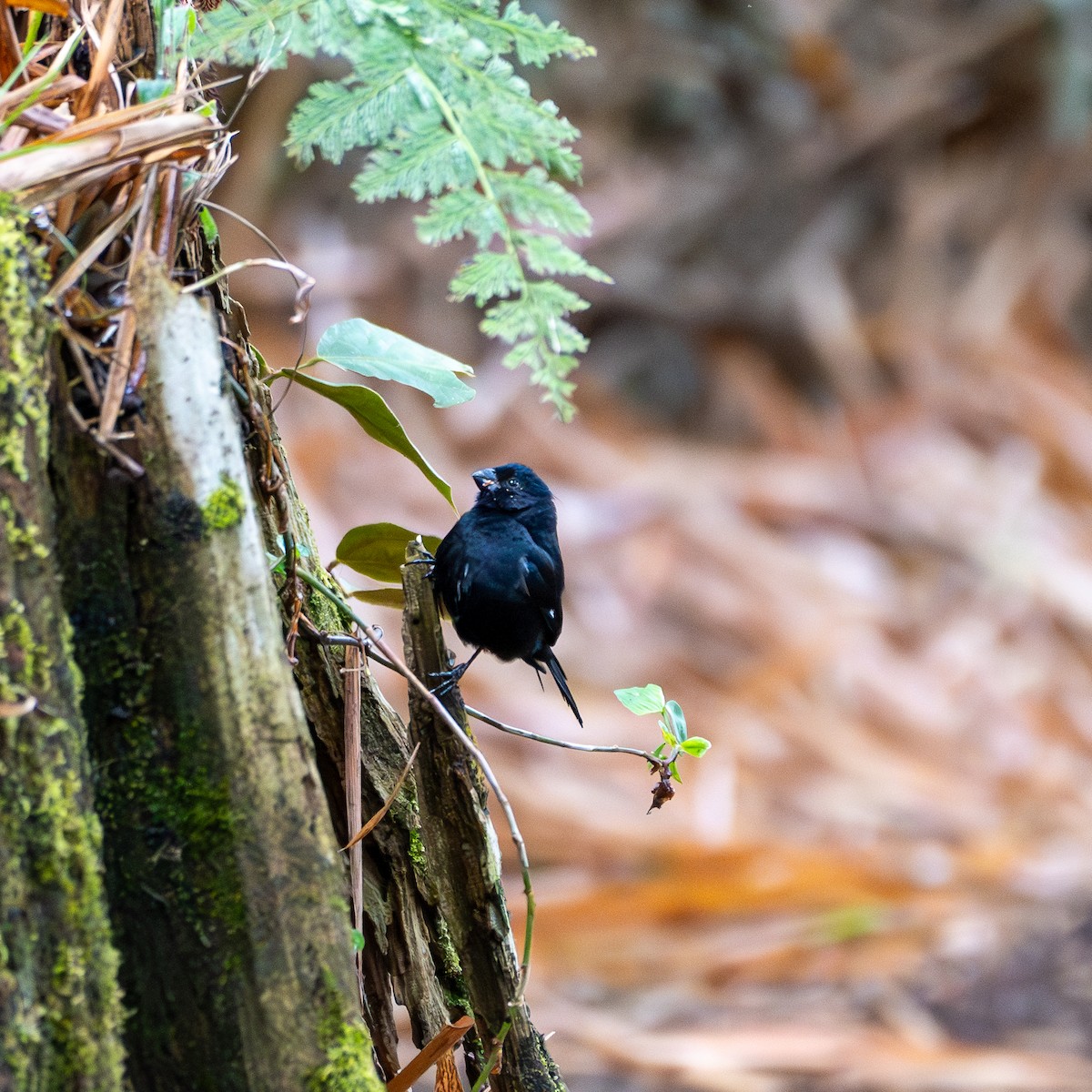 Variable Seedeater - Roberto Meneses