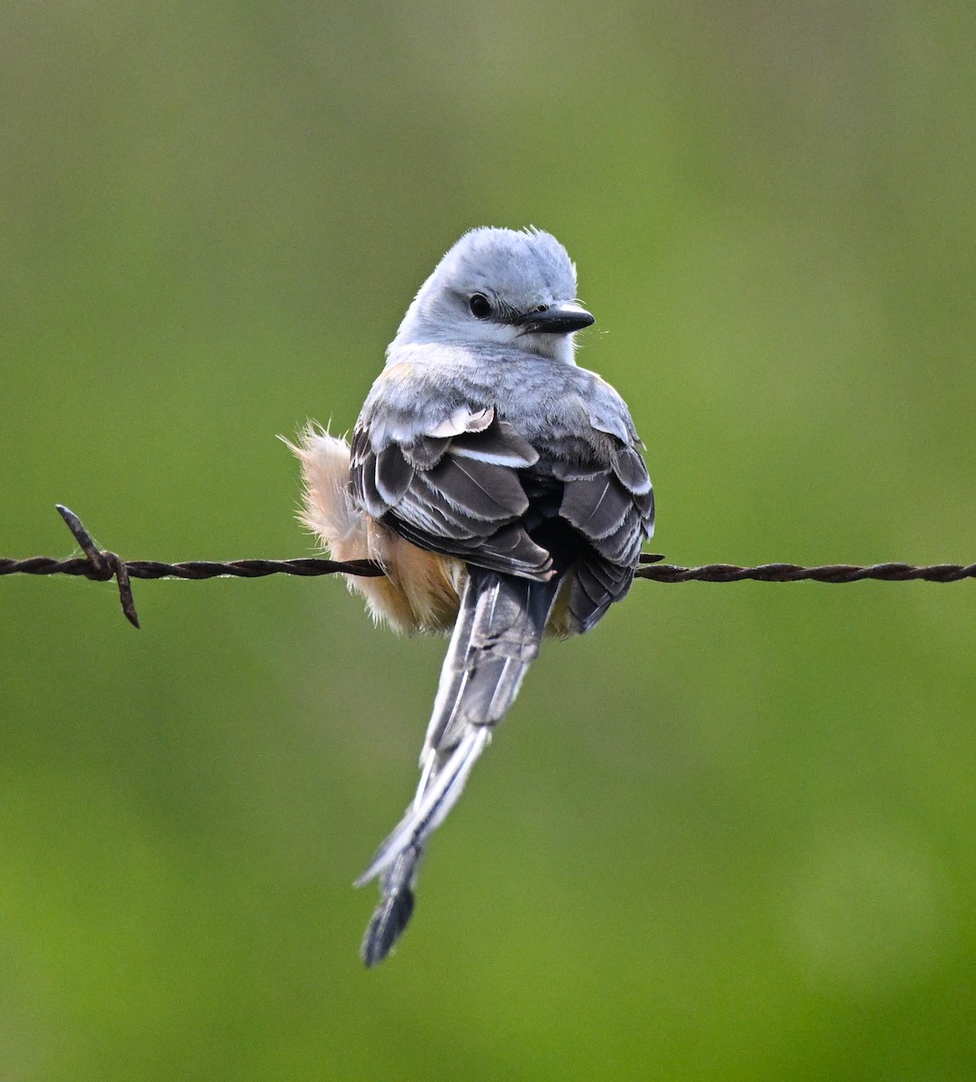 Scissor-tailed Flycatcher - ML618736029