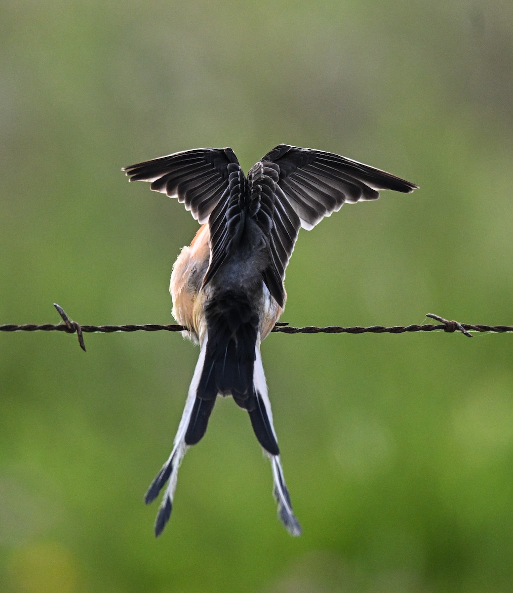 Scissor-tailed Flycatcher - Robert Provost