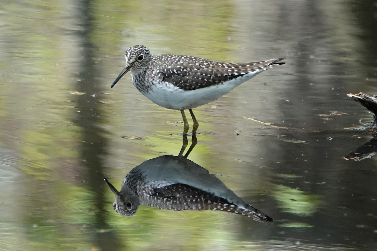 Solitary Sandpiper - ML618736043