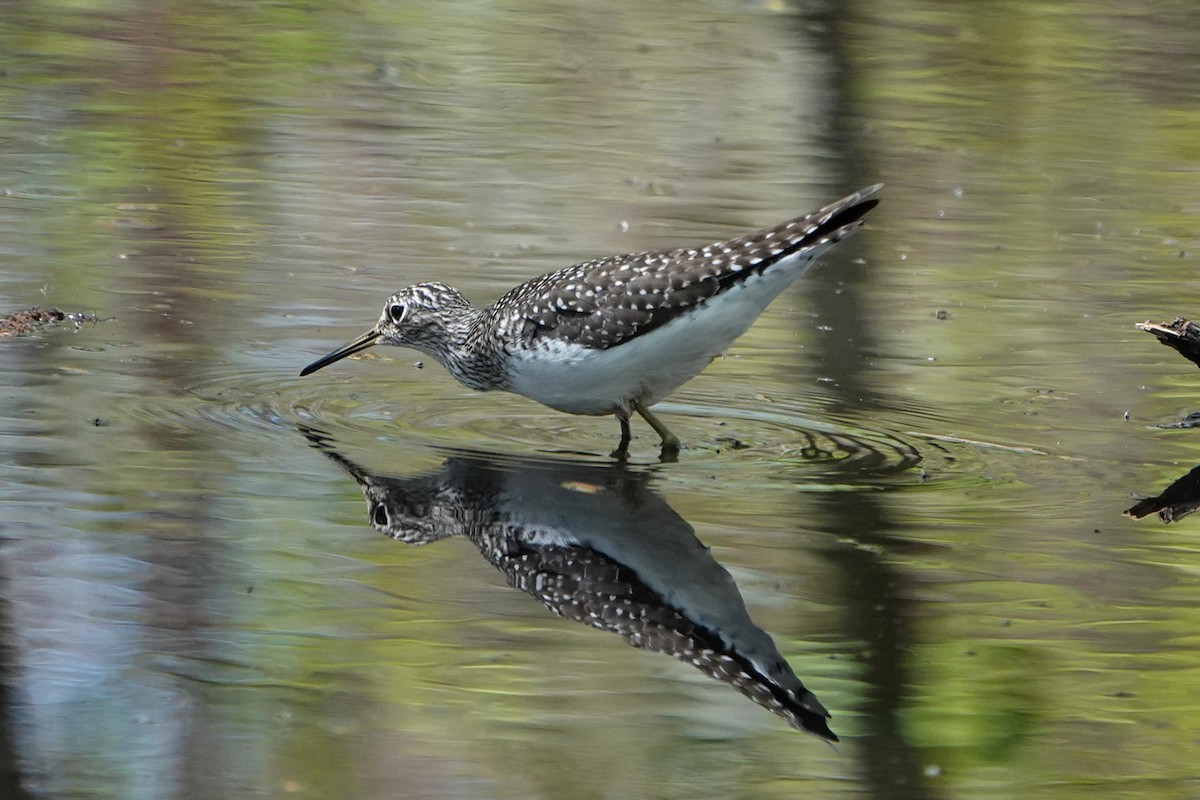 Solitary Sandpiper - ML618736044