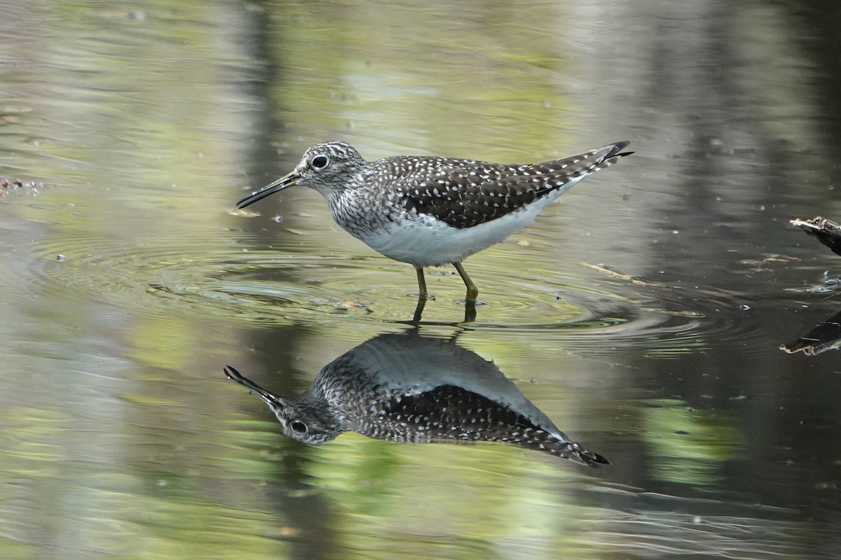 Solitary Sandpiper - ML618736045