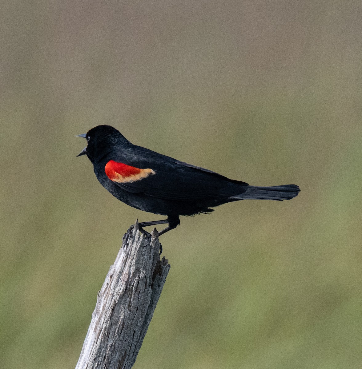 Red-winged Blackbird - Robert Provost