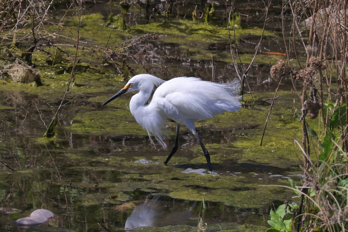 Snowy Egret - ML618736053