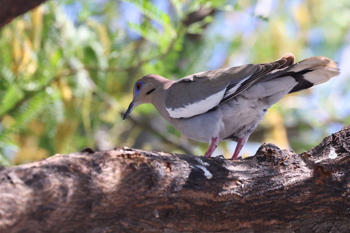 White-winged Dove - ML618736098