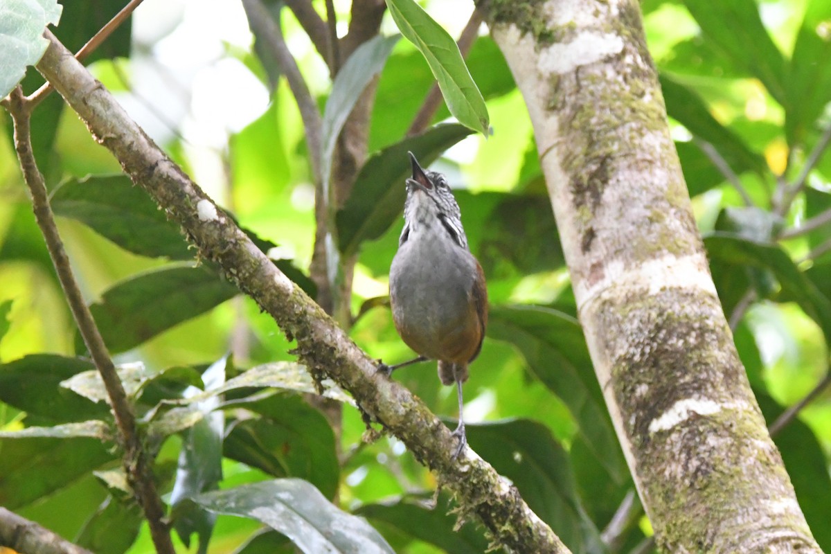 Gray-breasted Wood-Wren - ML618736107