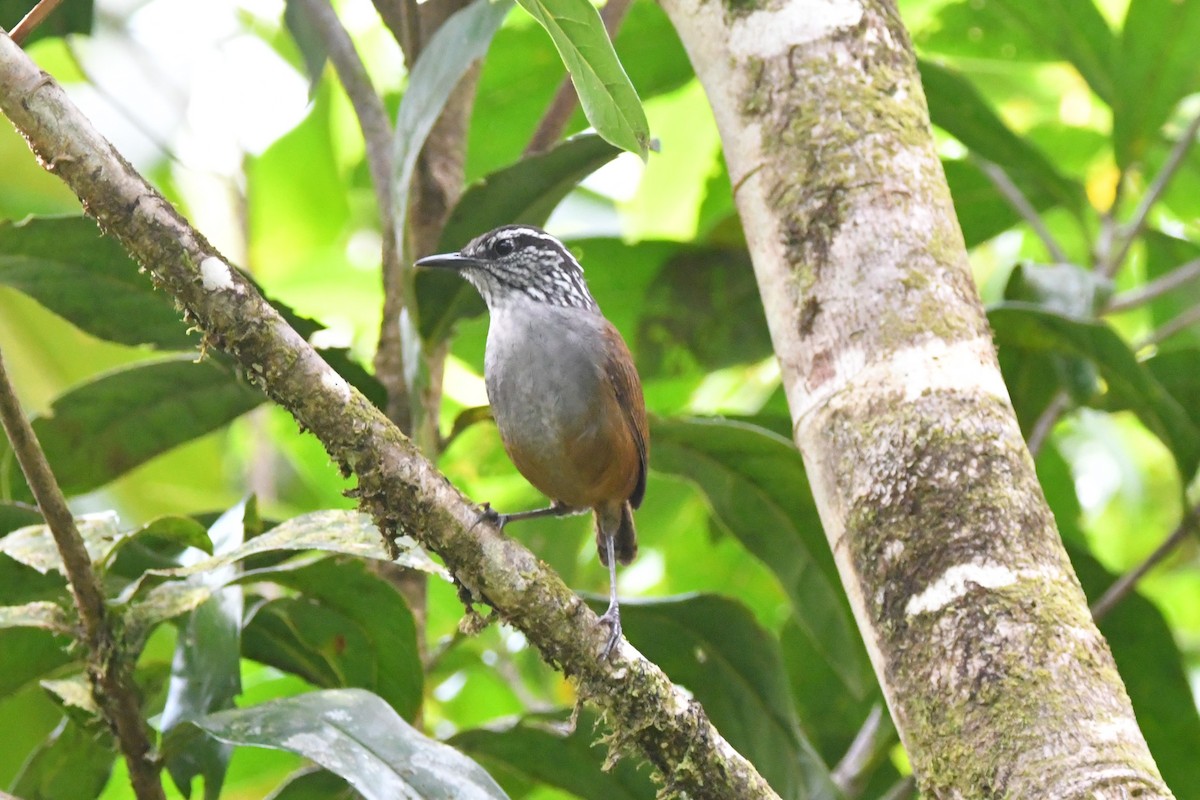 Gray-breasted Wood-Wren - ML618736109