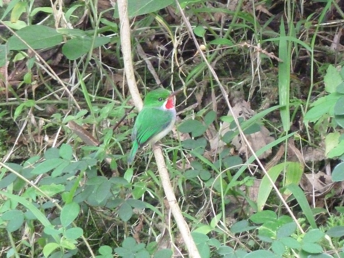 Puerto Rican Tody - Tim Horvath