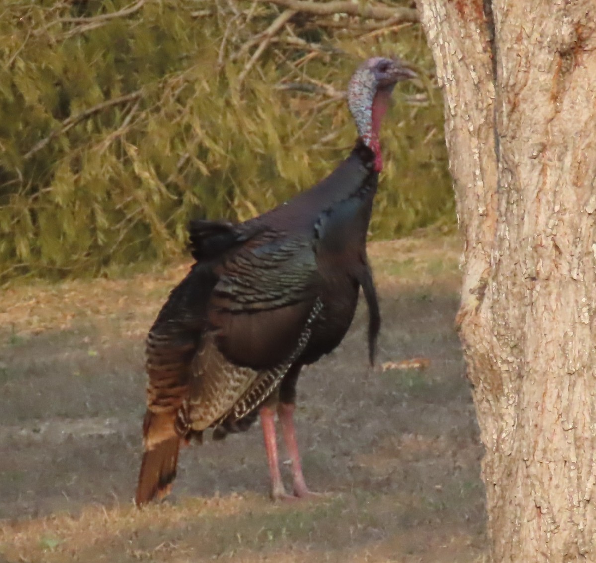 Wild Turkey - ML618736153