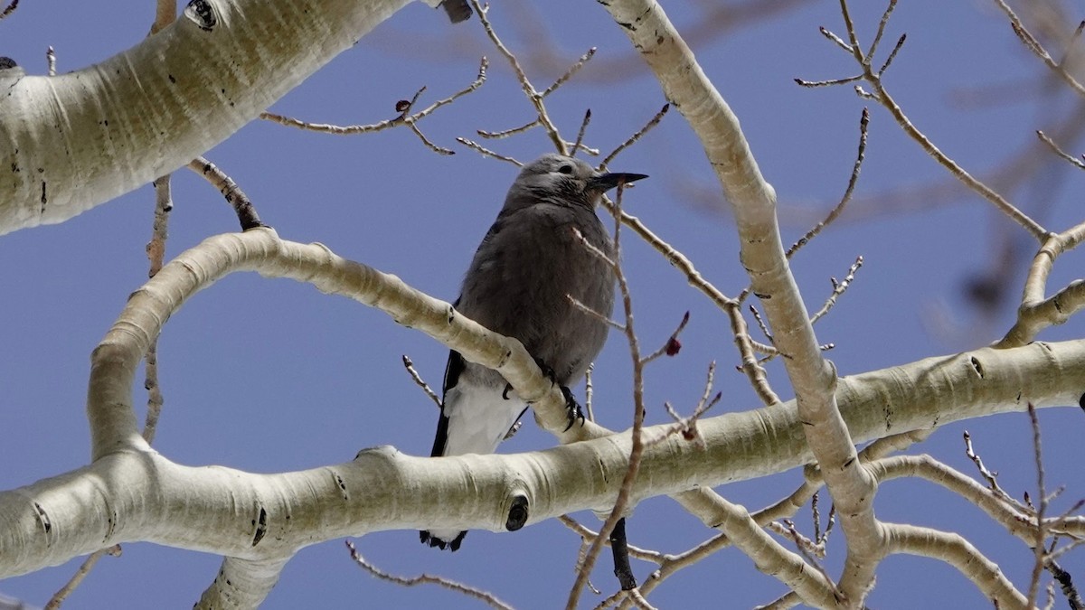 Clark's Nutcracker - Justus Crawford