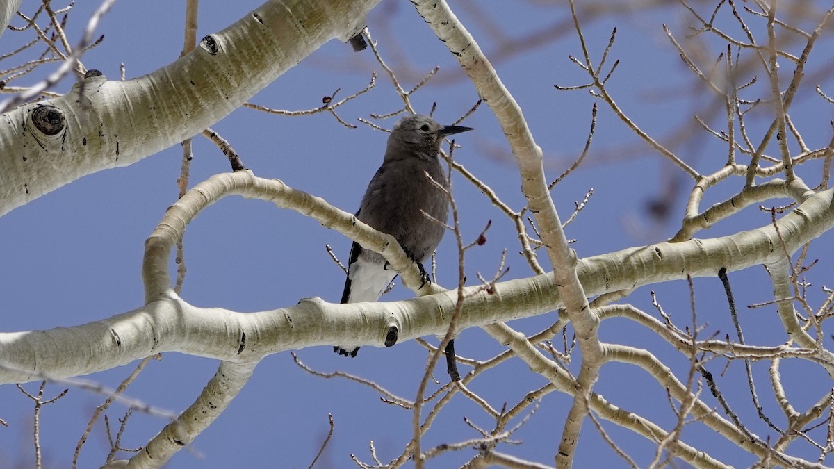 Clark's Nutcracker - ML618736163