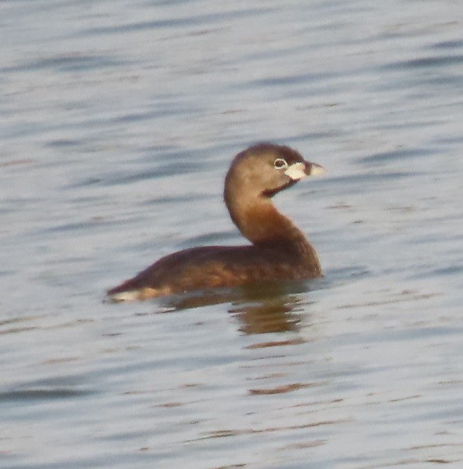 Pied-billed Grebe - ML618736170