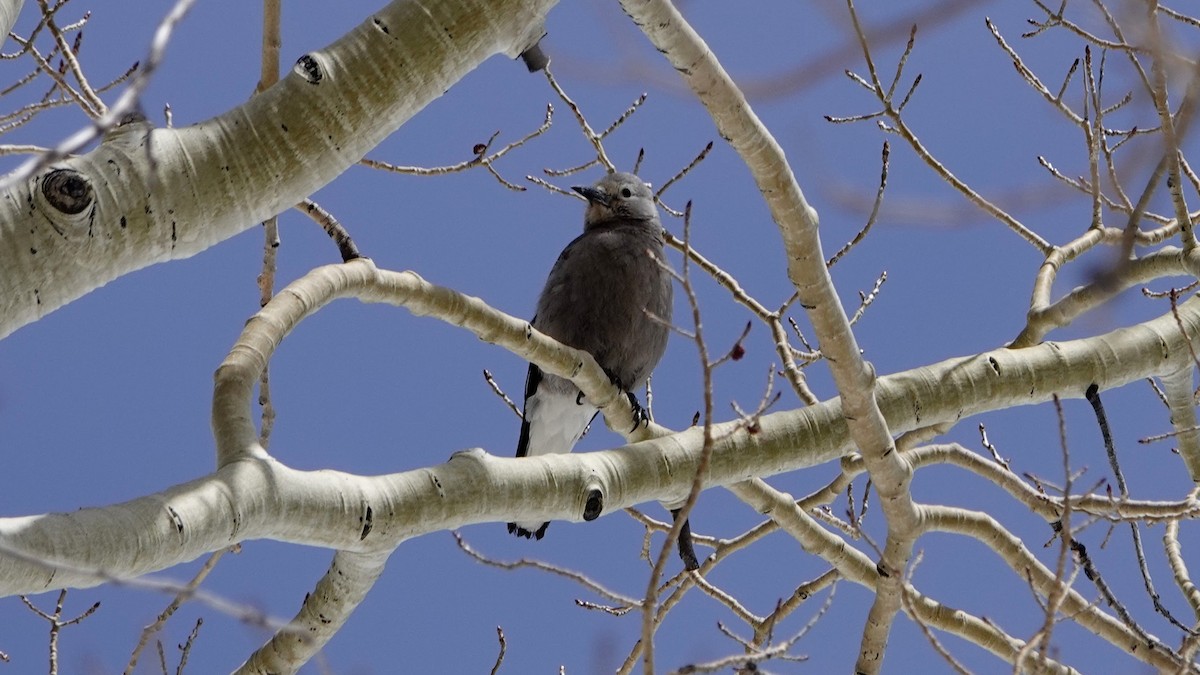 Clark's Nutcracker - ML618736172