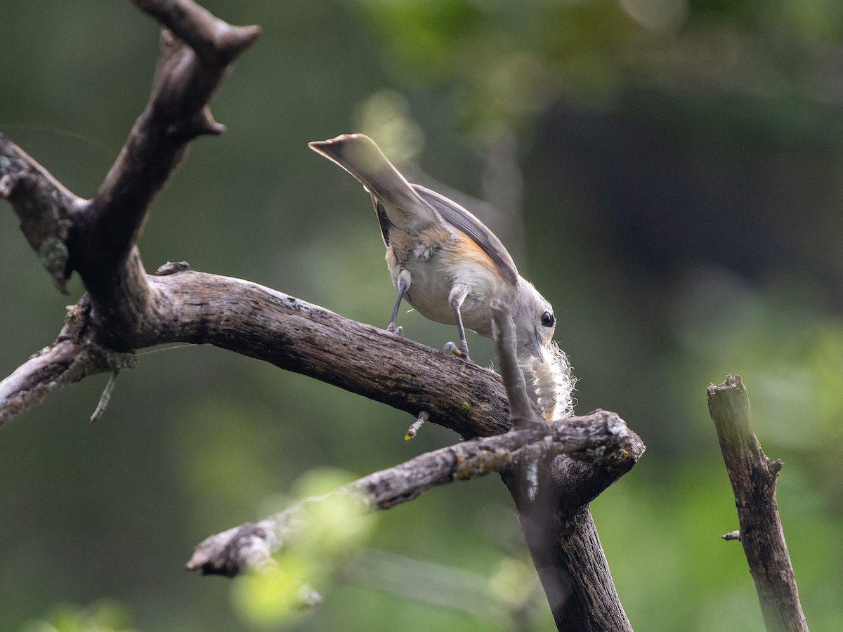 Mésange bicolore ou M. à plumet noir - ML618736192