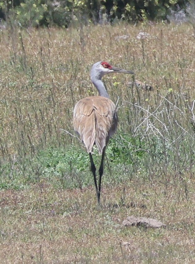 Sandhill Crane - ML618736210