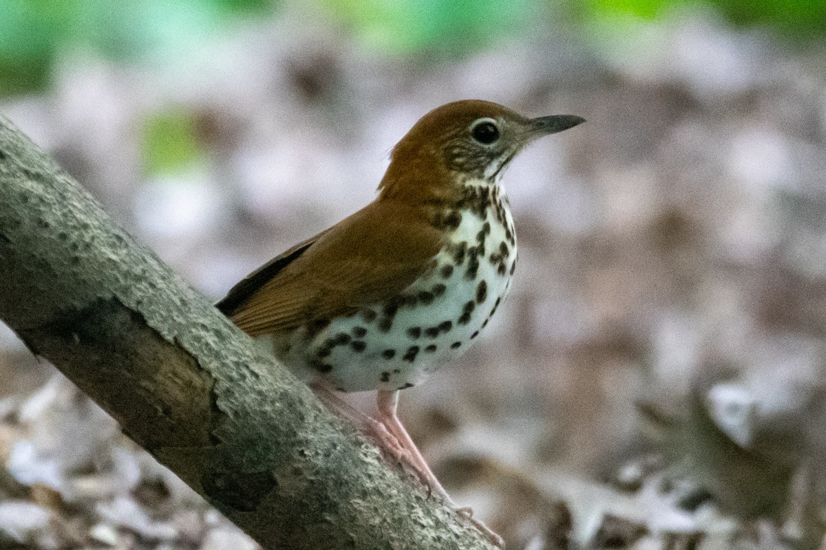 Wood Thrush - ML618736236