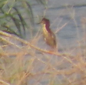 Green Heron - Bill Wright_cc