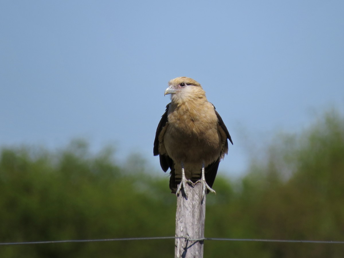 Yellow-headed Caracara - ML618736277