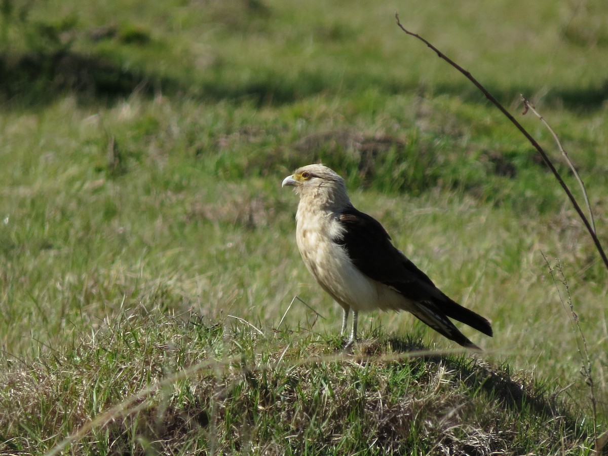 Caracara à tête jaune - ML618736278