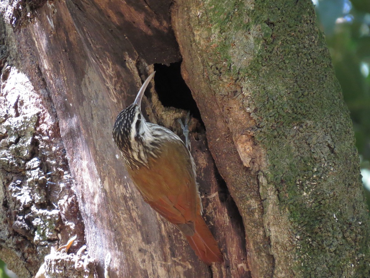 Narrow-billed Woodcreeper - Alvaro Perez Tort