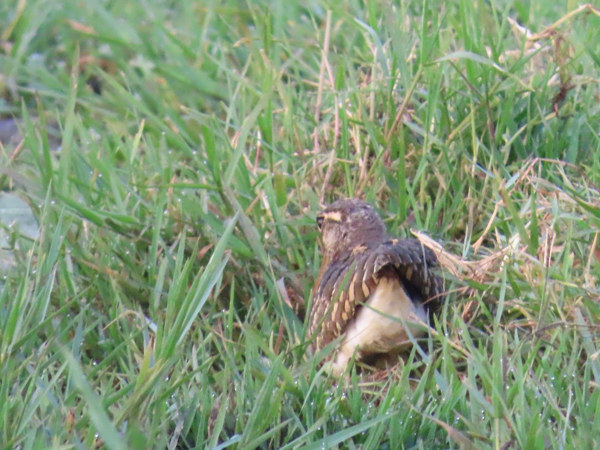 Greater Painted-Snipe - Shilpa Gadgil