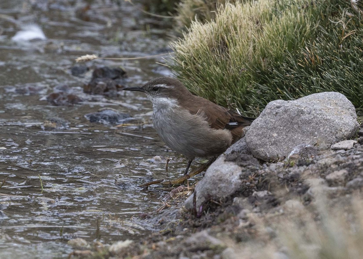 White-winged Cinclodes - VERONICA ARAYA GARCIA