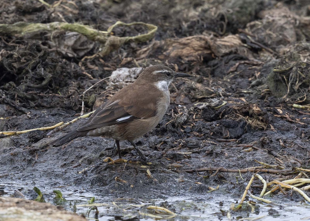 White-winged Cinclodes - VERONICA ARAYA GARCIA