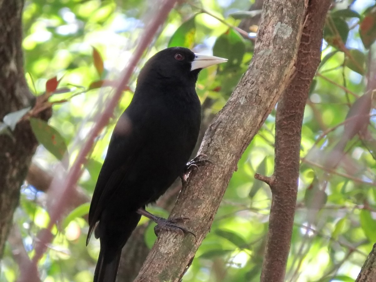 Solitary Black Cacique - ML618736336