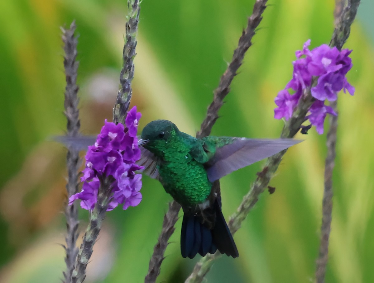 Blue-vented Hummingbird - Sally Veach