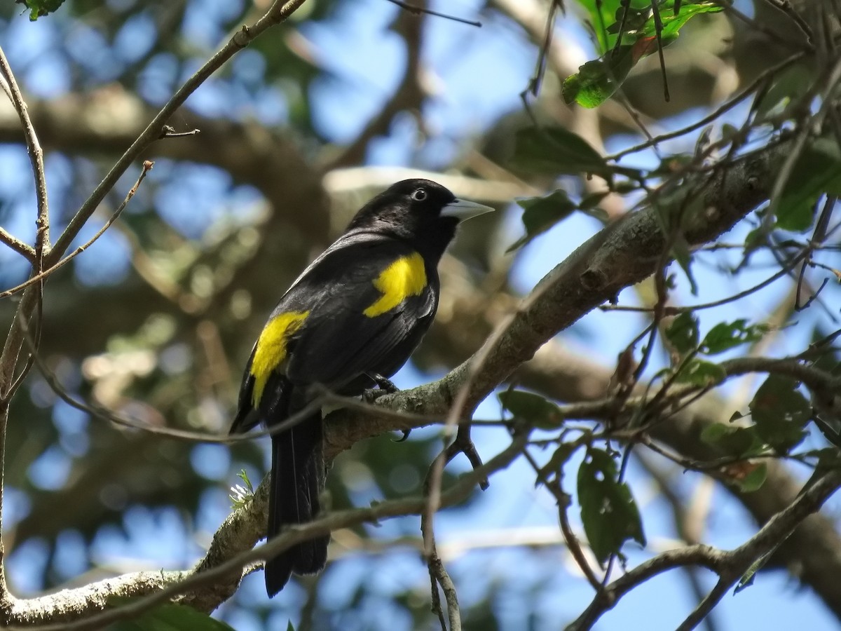 Golden-winged Cacique - ML618736355