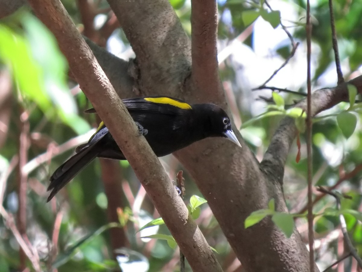 Golden-winged Cacique - Alvaro Perez Tort